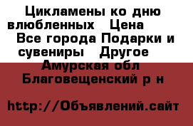 Цикламены ко дню влюбленных › Цена ­ 180 - Все города Подарки и сувениры » Другое   . Амурская обл.,Благовещенский р-н